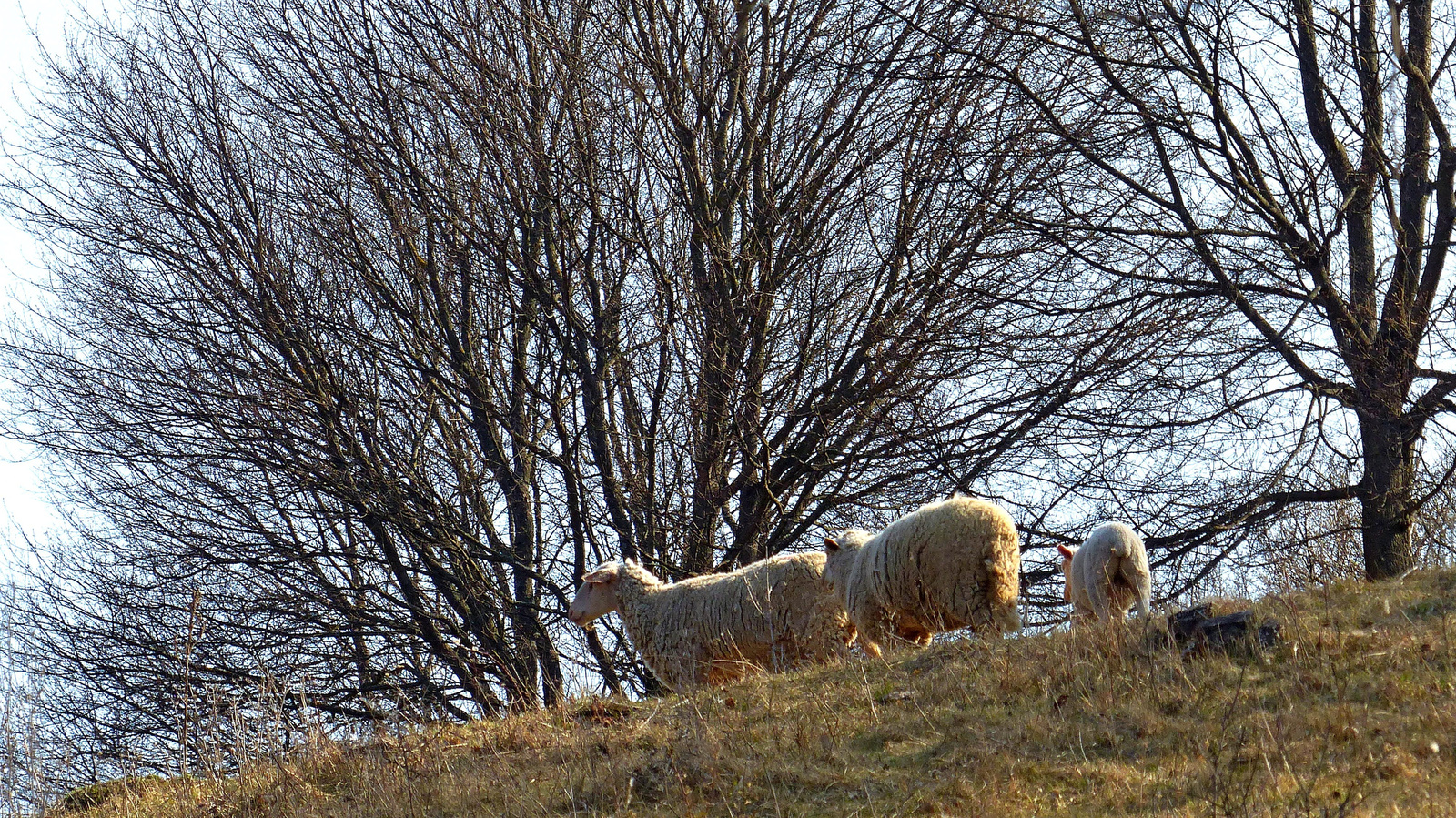 08 Birkák a lejtőn