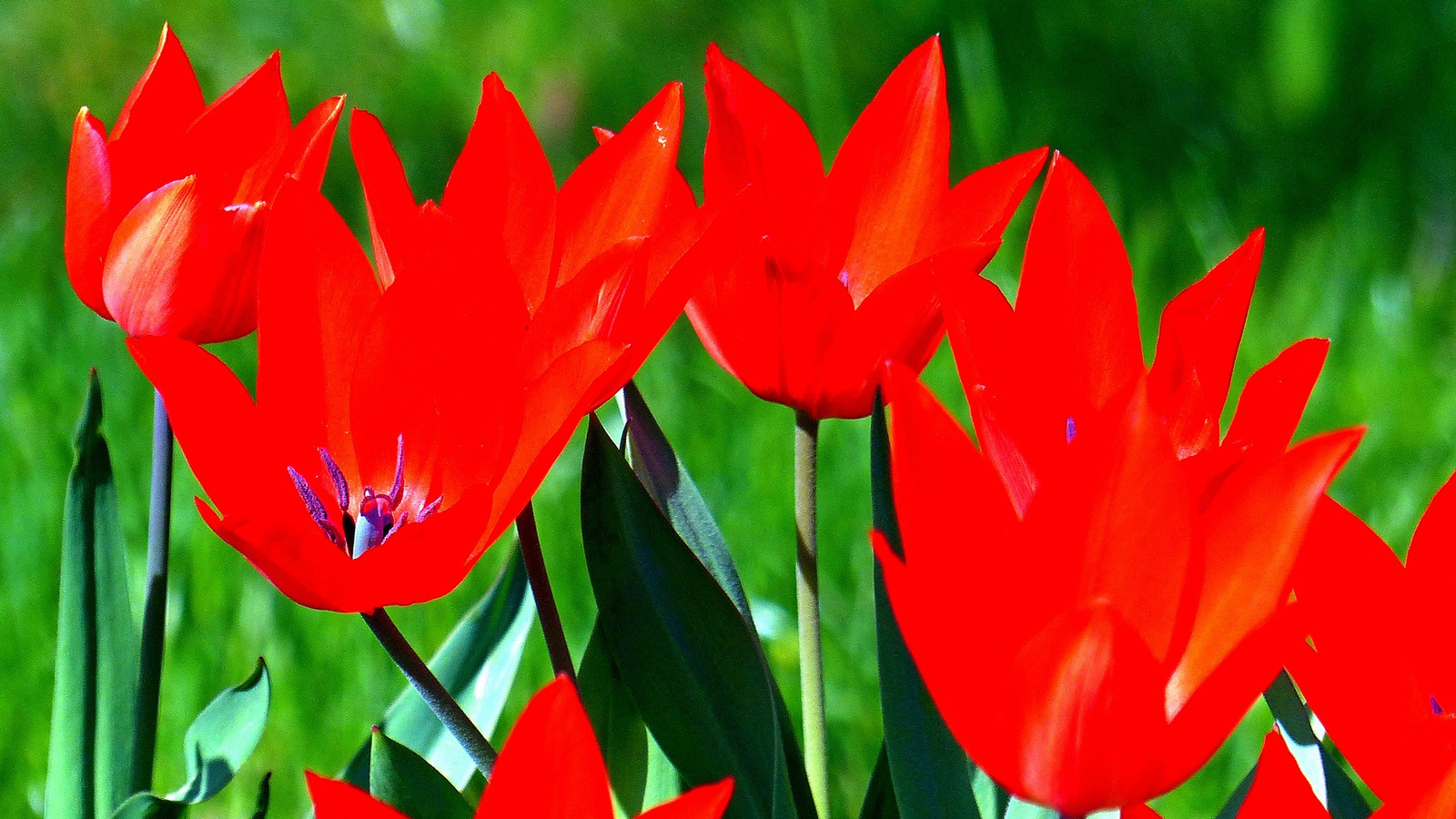 05 Városom tulipánjai