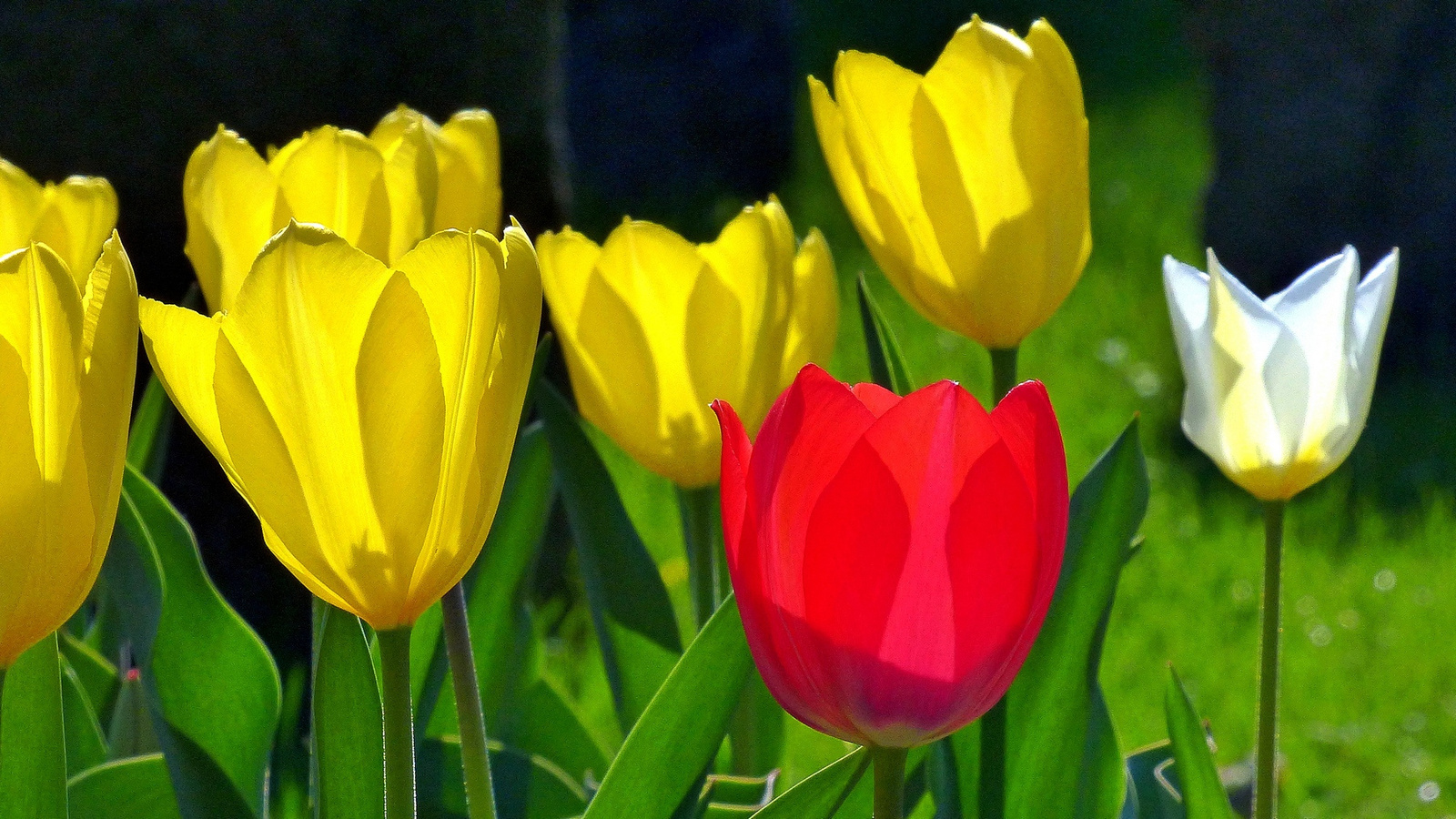 09 Városom tulipánjai