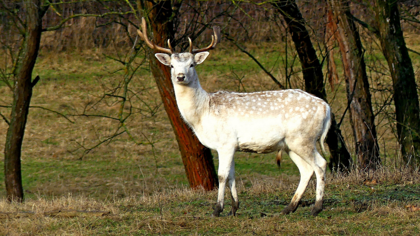 03 Az alfa hím