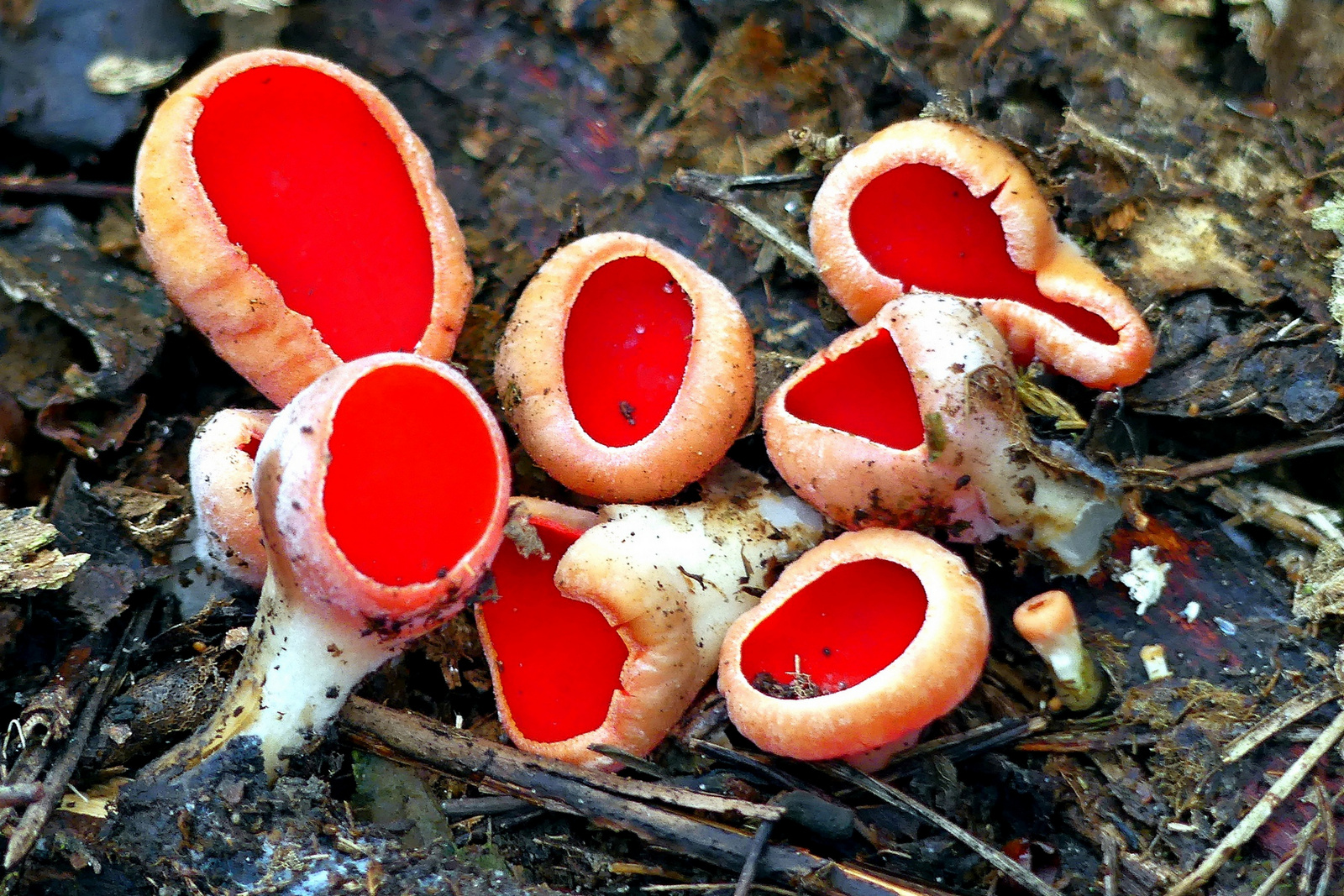 13 Csoportosana piros csészegombák