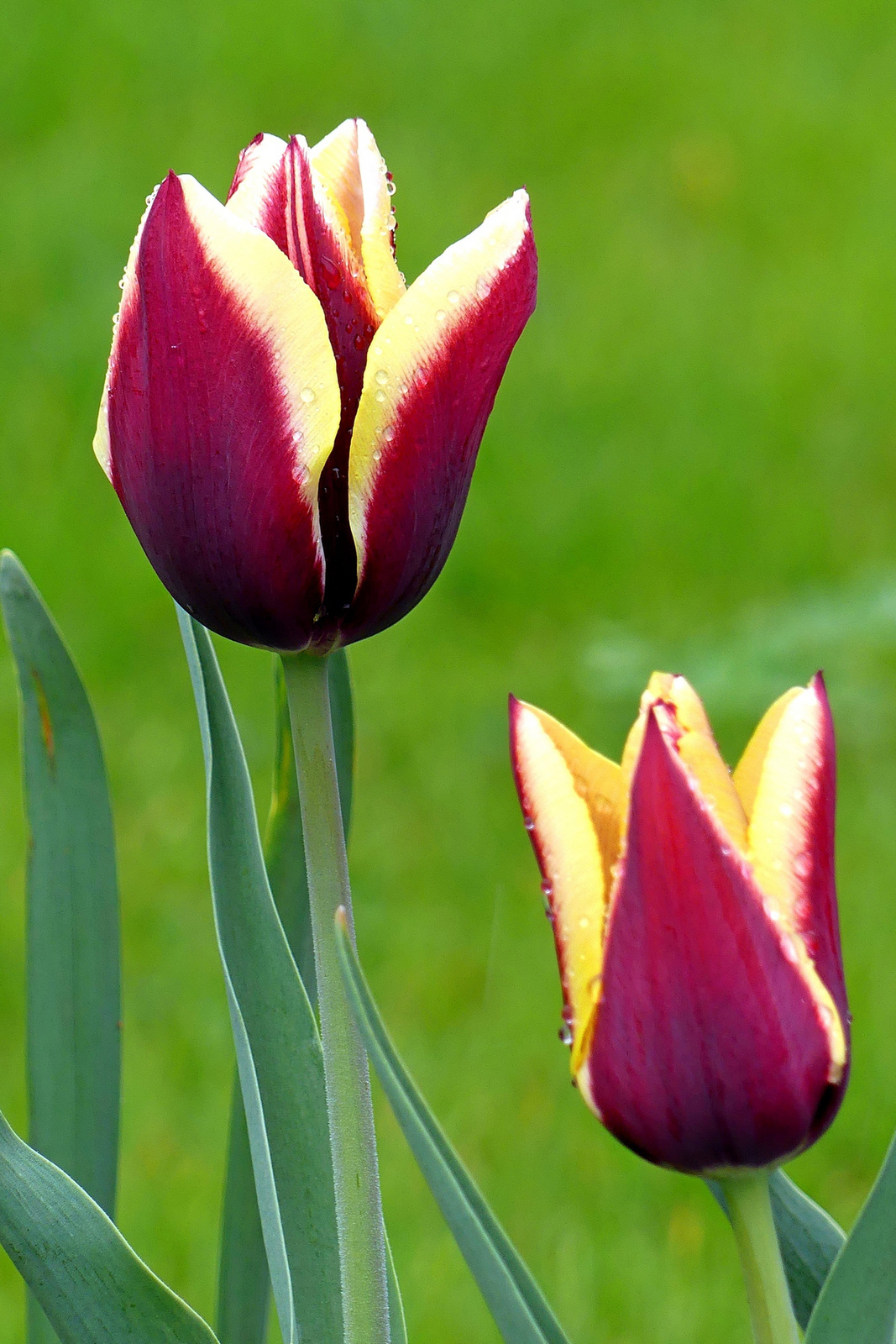 05 Májusi tulipánok