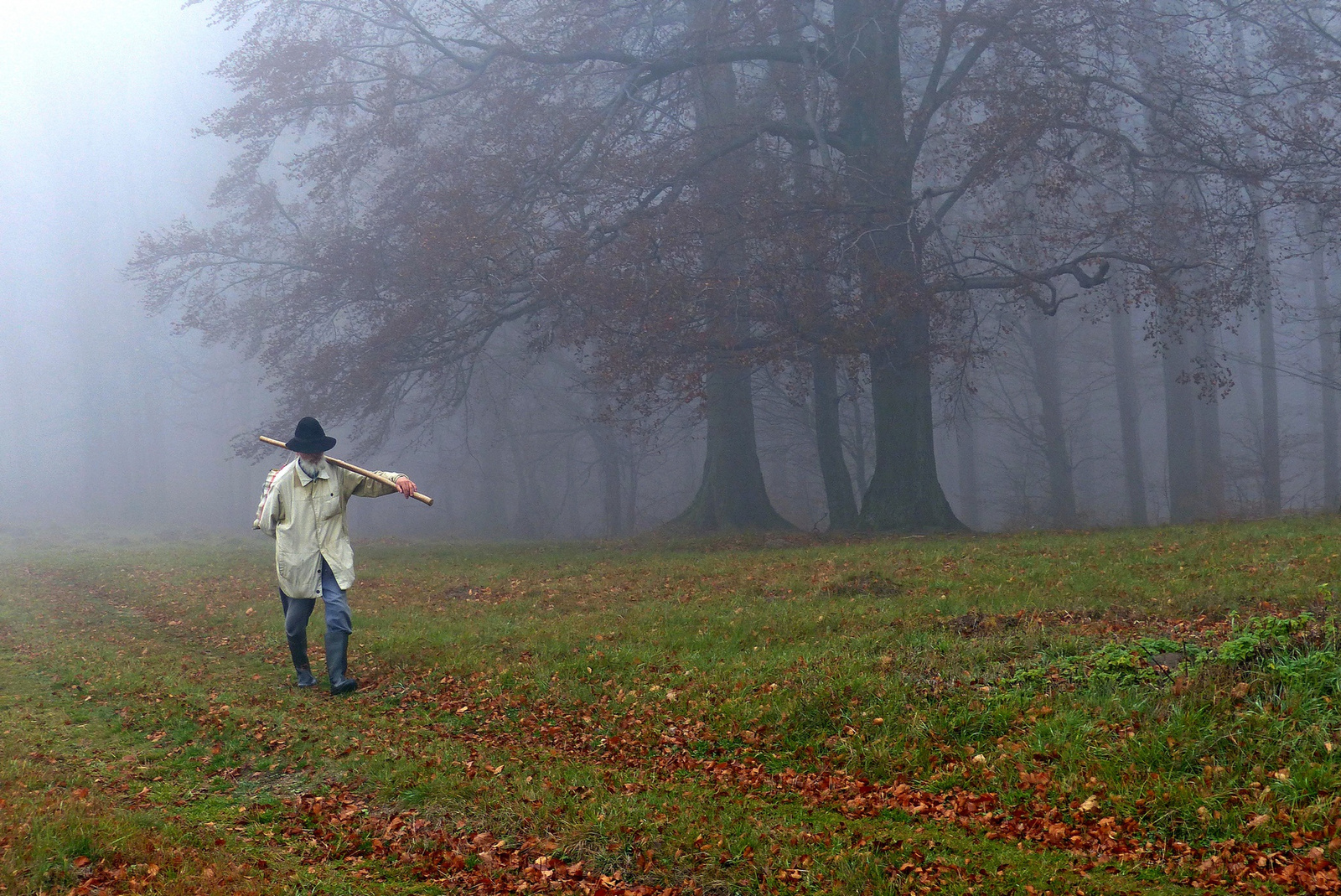 02 A titokzatos vándor a ködös bükkös szélén 2013 őszén
