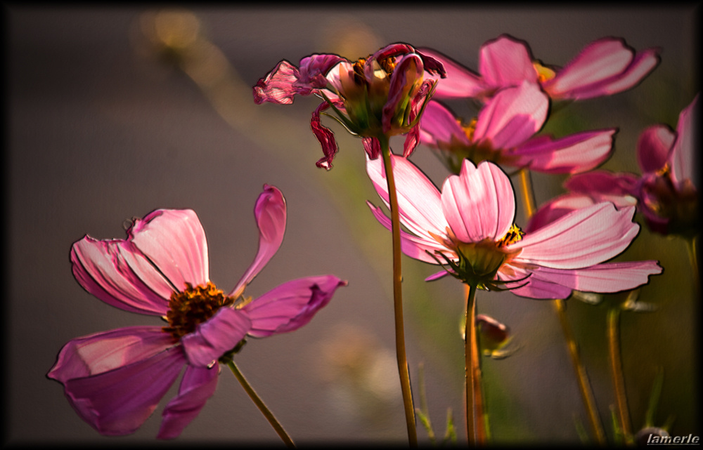 Cosmos Bipinnatus