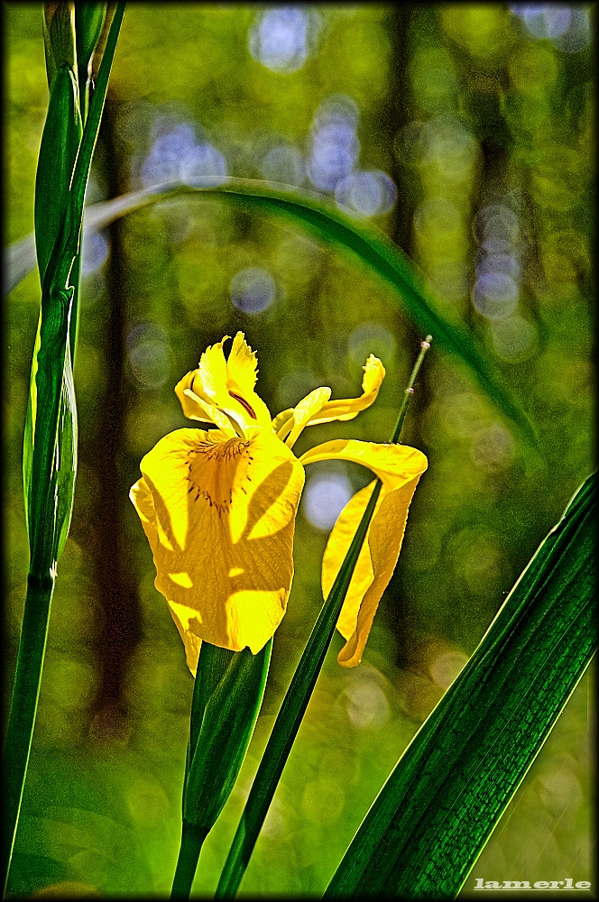 Iris pseudacorus