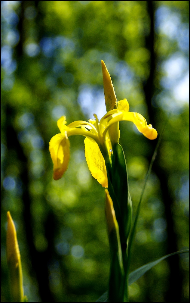 Iris pseudacorus