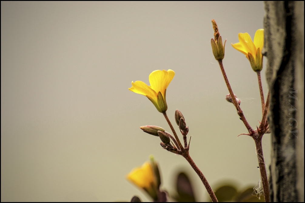 apró sárga virágok