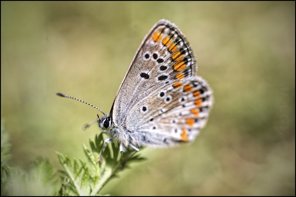 bogica