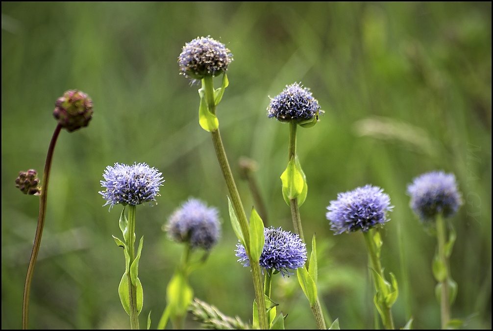 Közönséges gubóvirág (Globularia punctata)