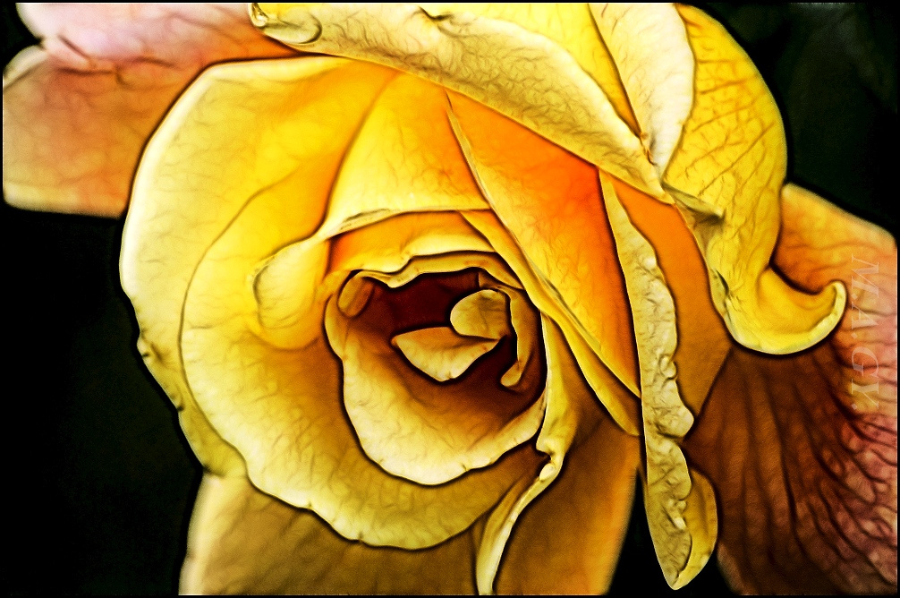 fraktált rózsa II