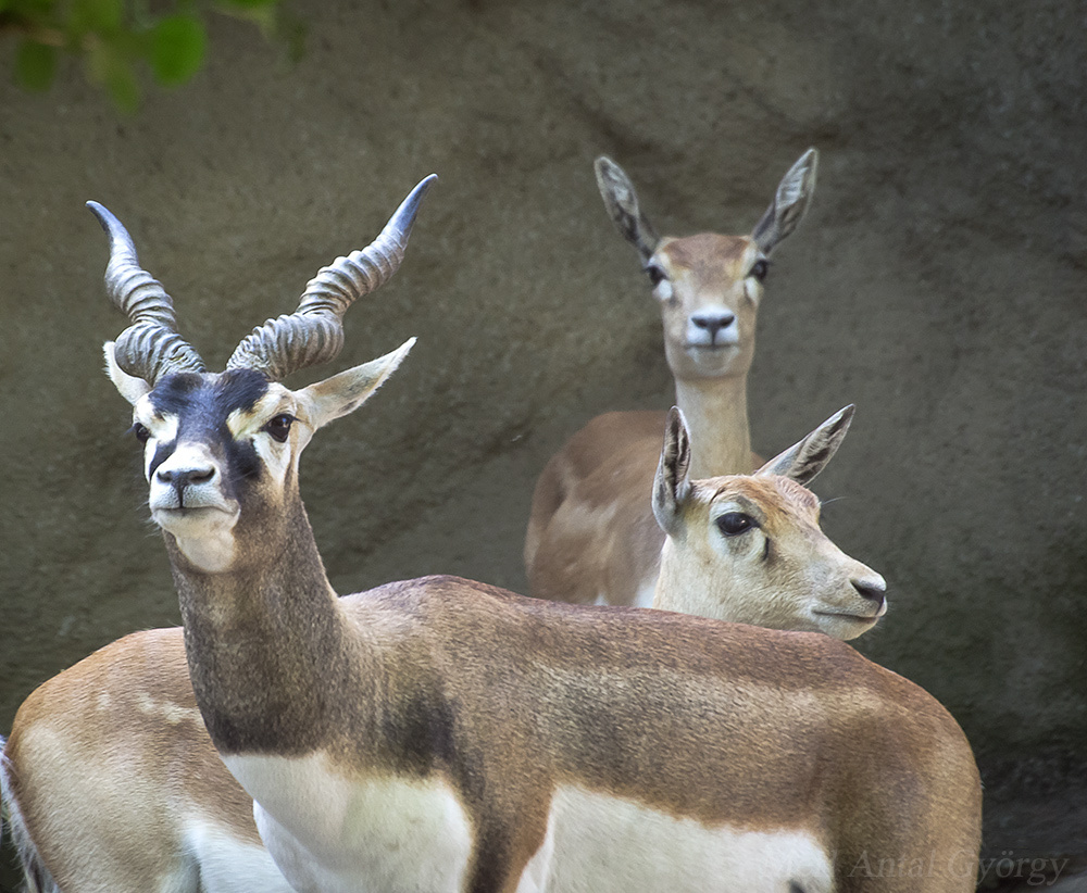 antilopok variáció