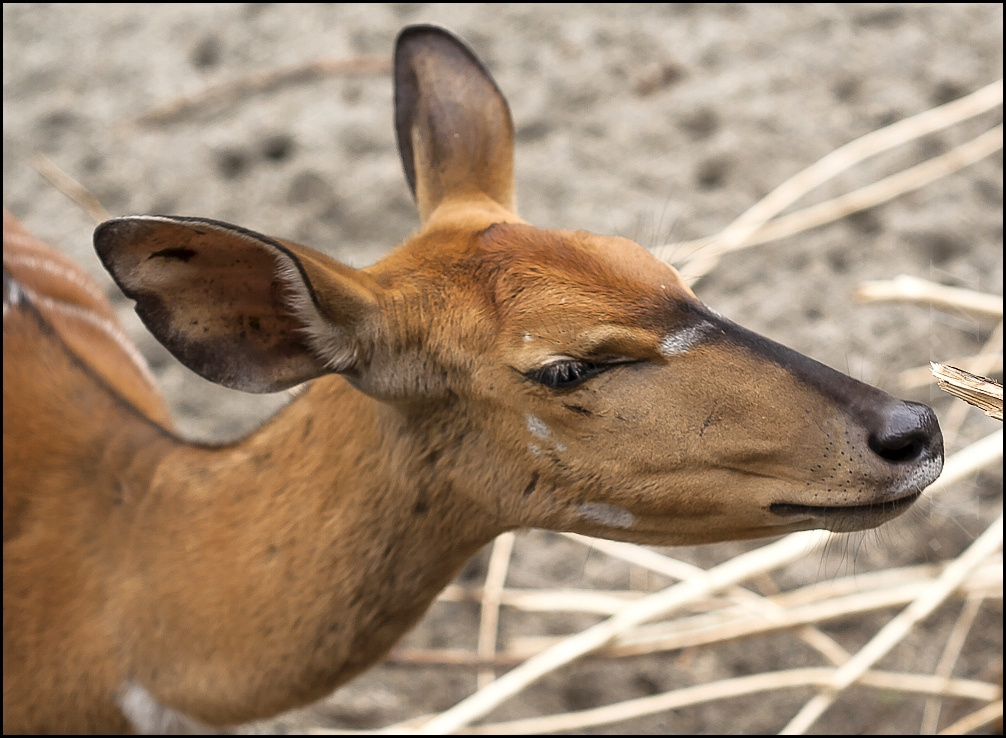 szaglászó antilop