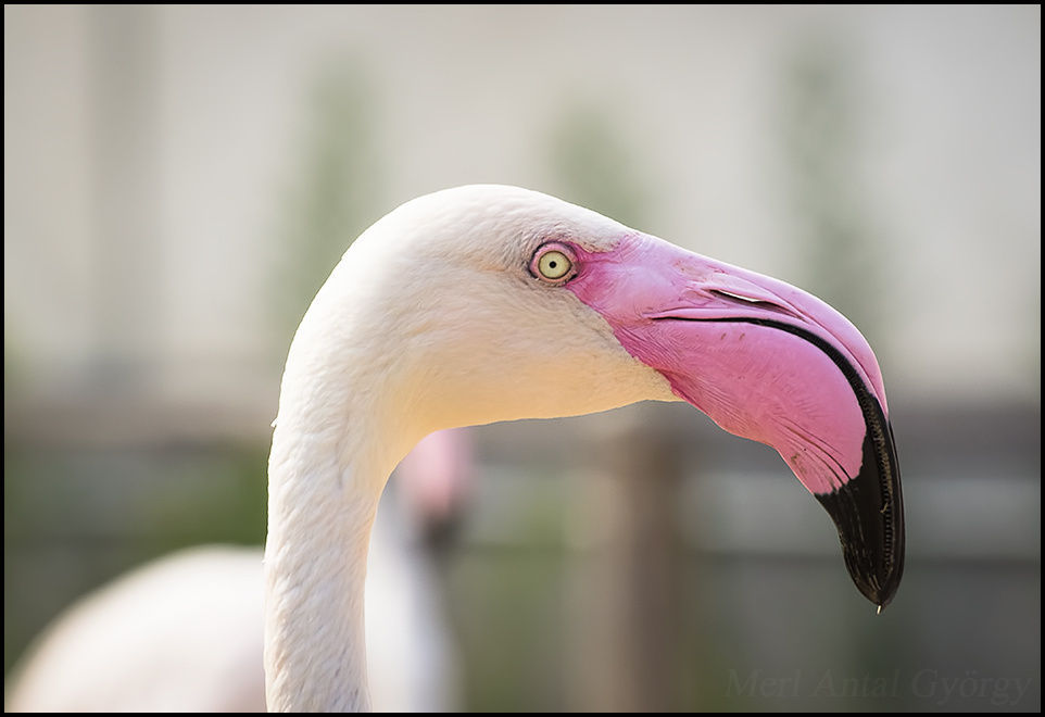 flamingó portré