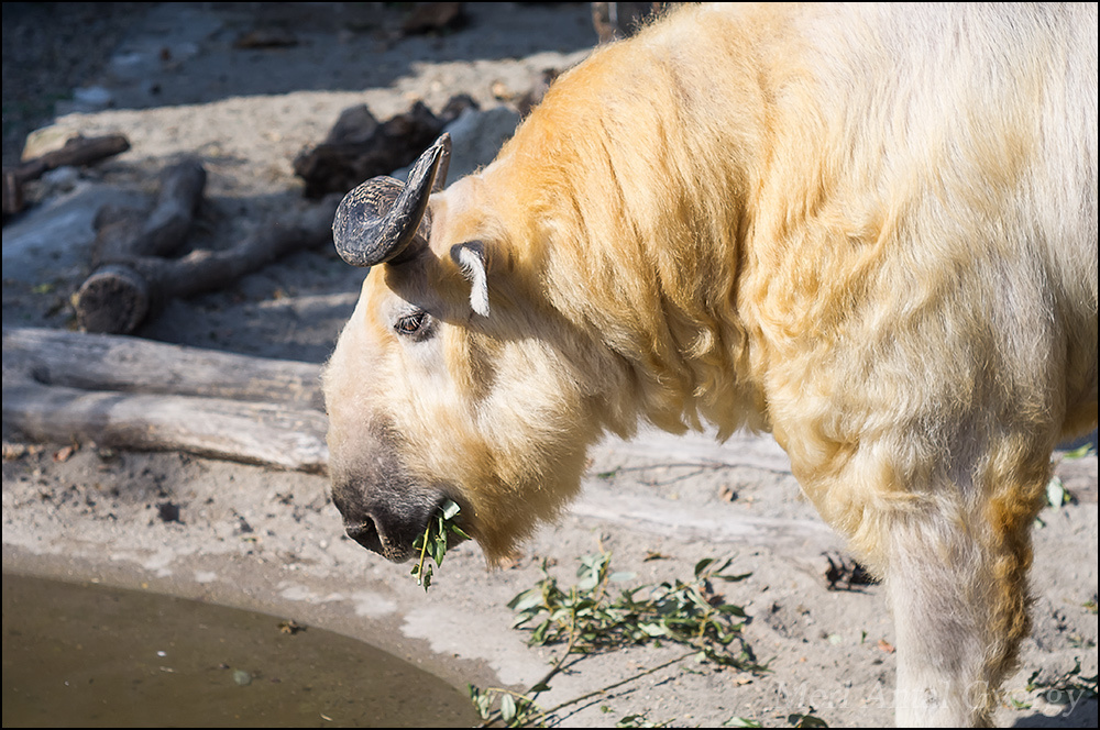 szecsuáni takin