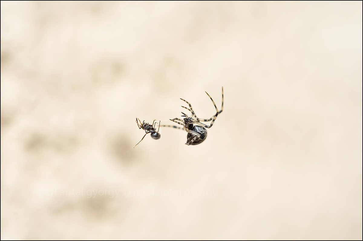 pók és a hangya