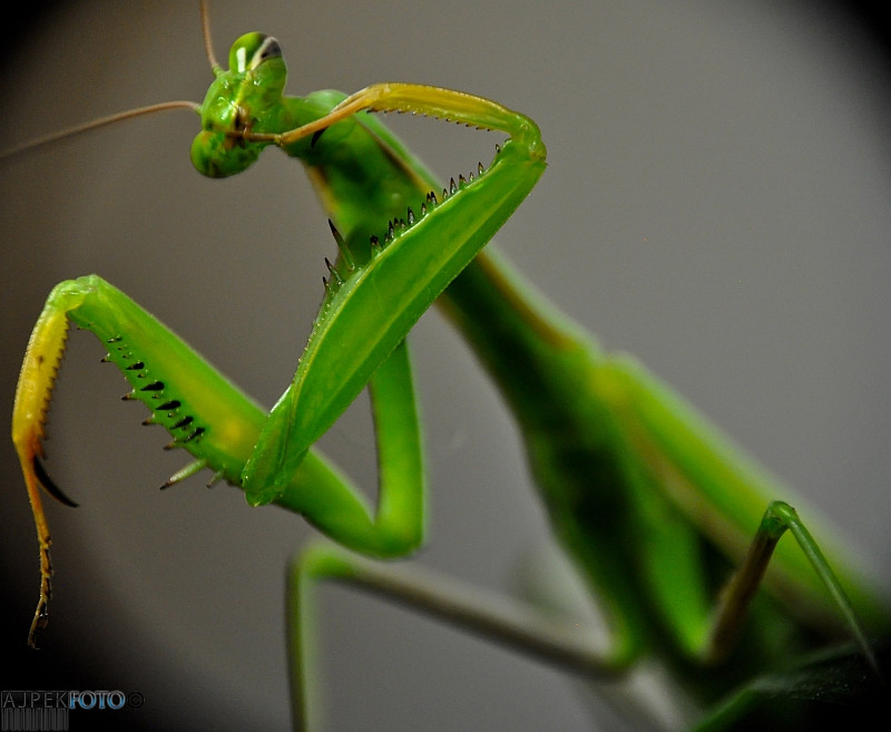 Mantis religiosa 3..