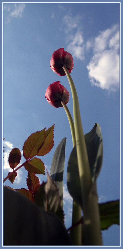 Az égig érő tulipánok