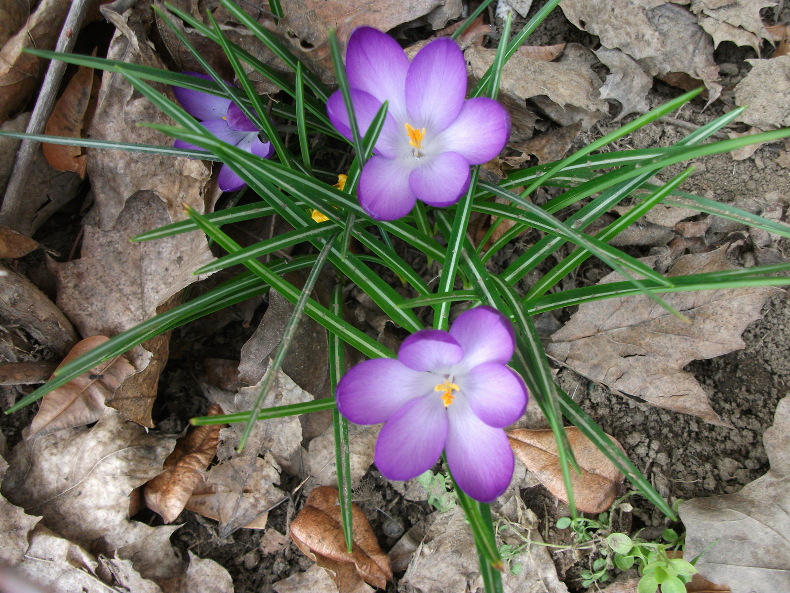 tavasz első napjai2010 03 19 (4)