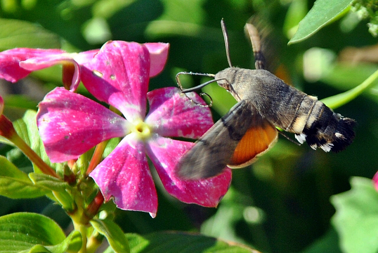 Magyar kolibri