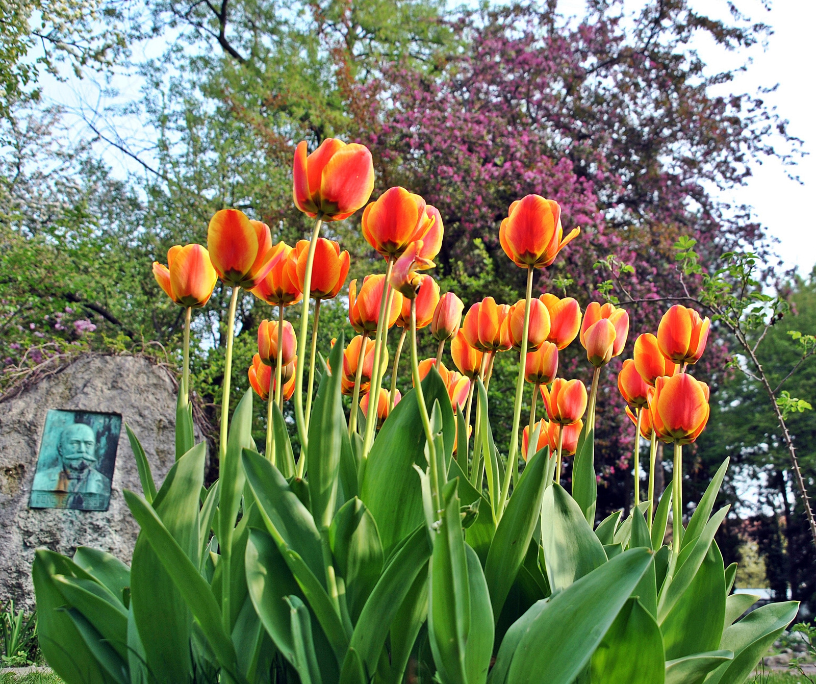 Bajuszos tulipán