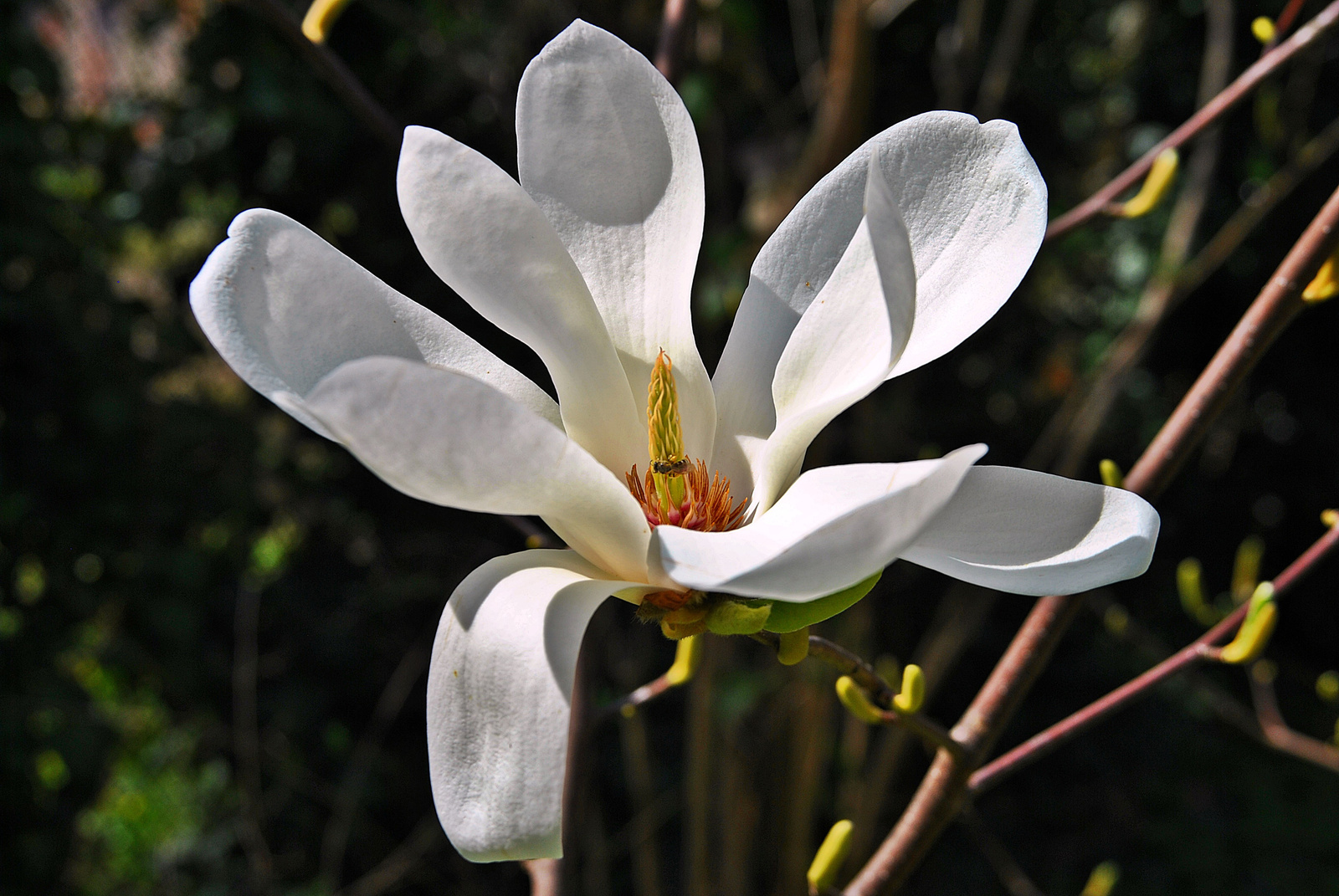 Kitárulkozó magnolia