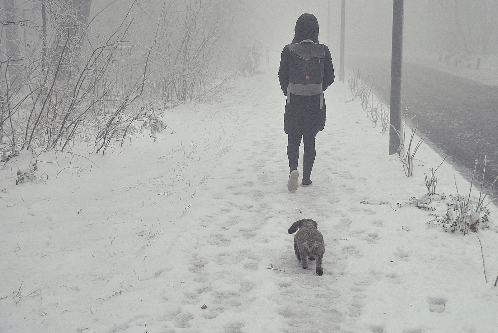Ködös téli séta