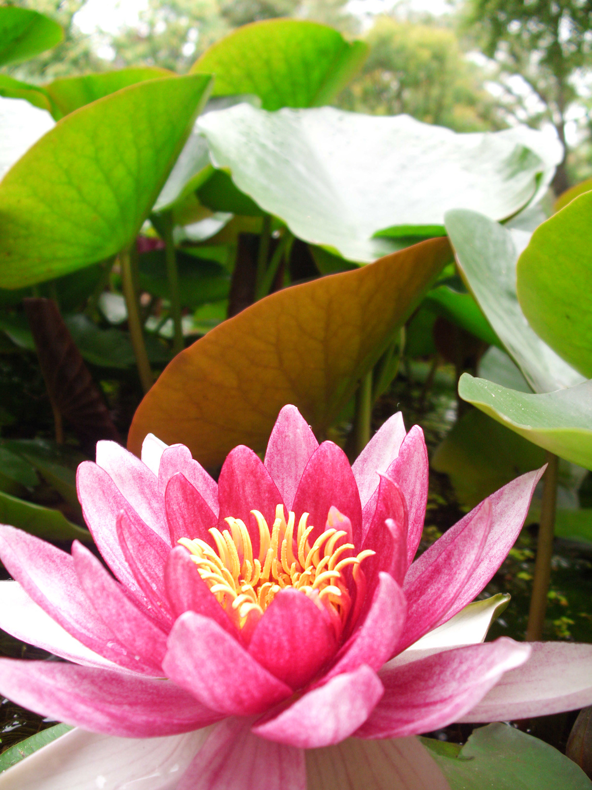 Water lily