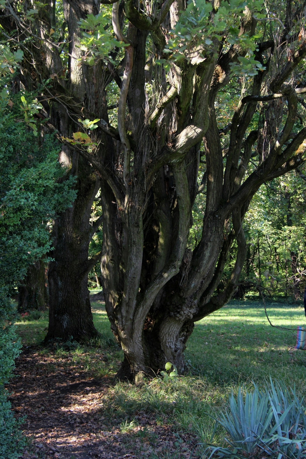 Szarvas Arborétum 025