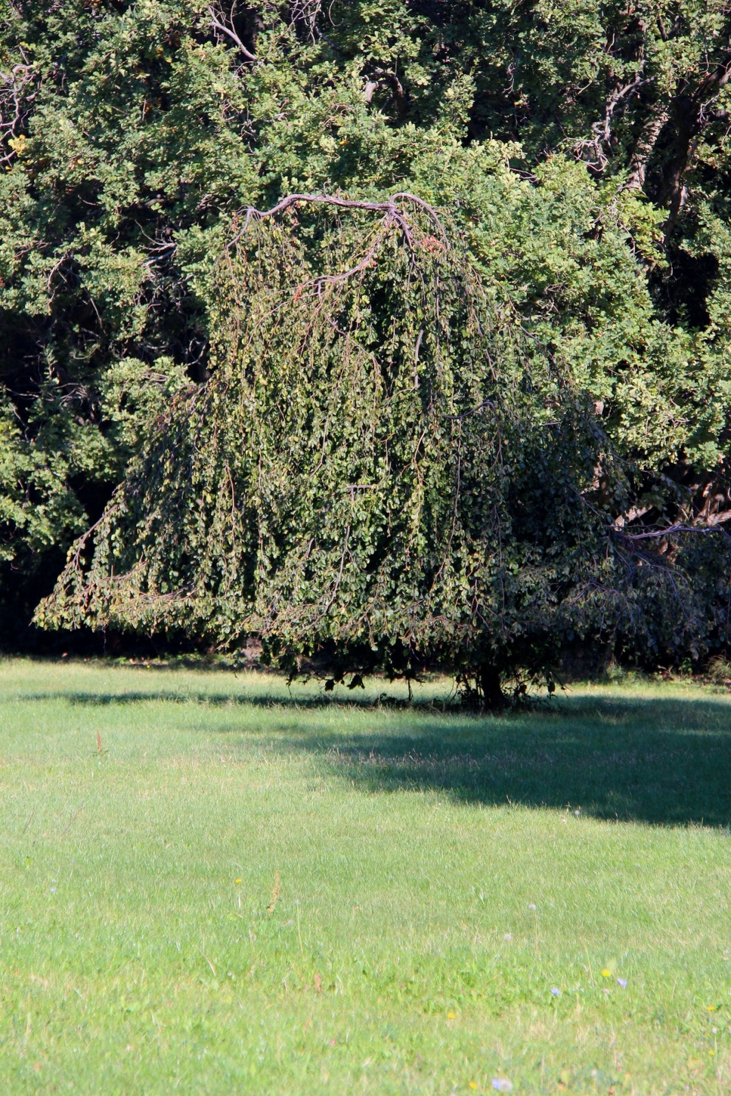 Szarvas Arborétum 026