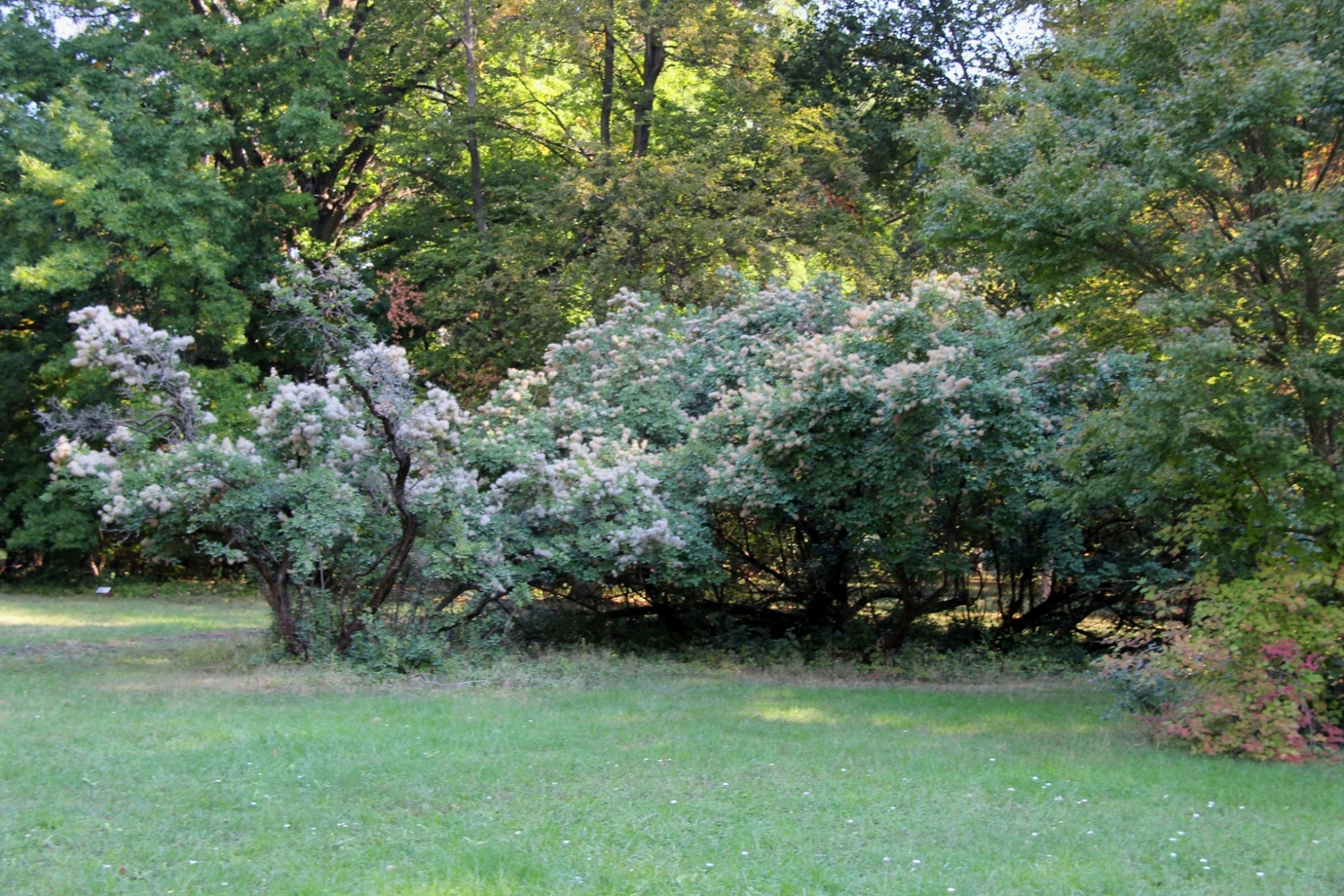 Szarvas Arborétum 067