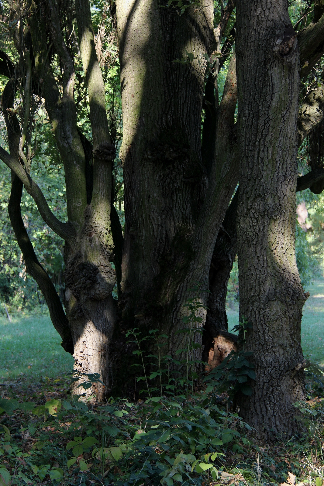 Szarvas Arborétum 075