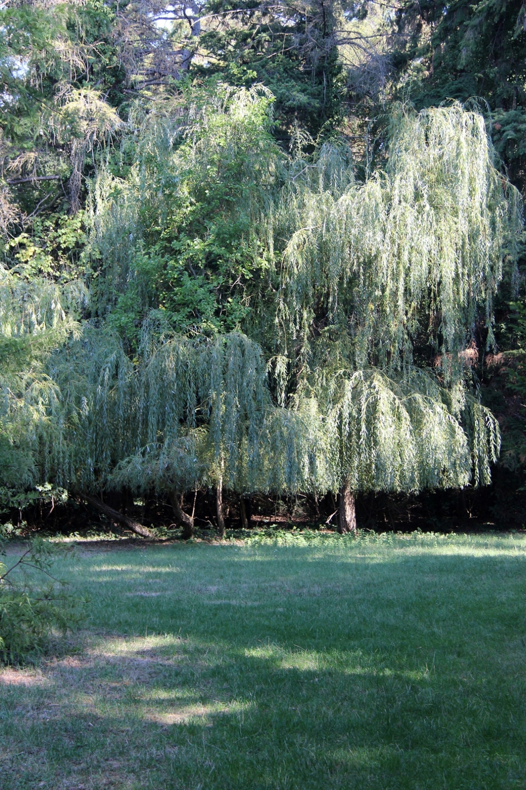 Szarvas Arborétum 094