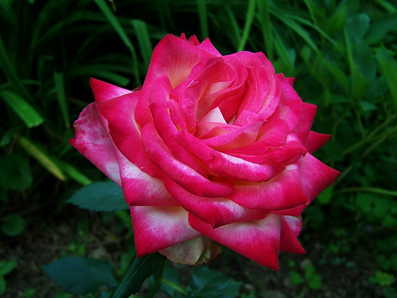 rózsa, rózsaszín és fehér