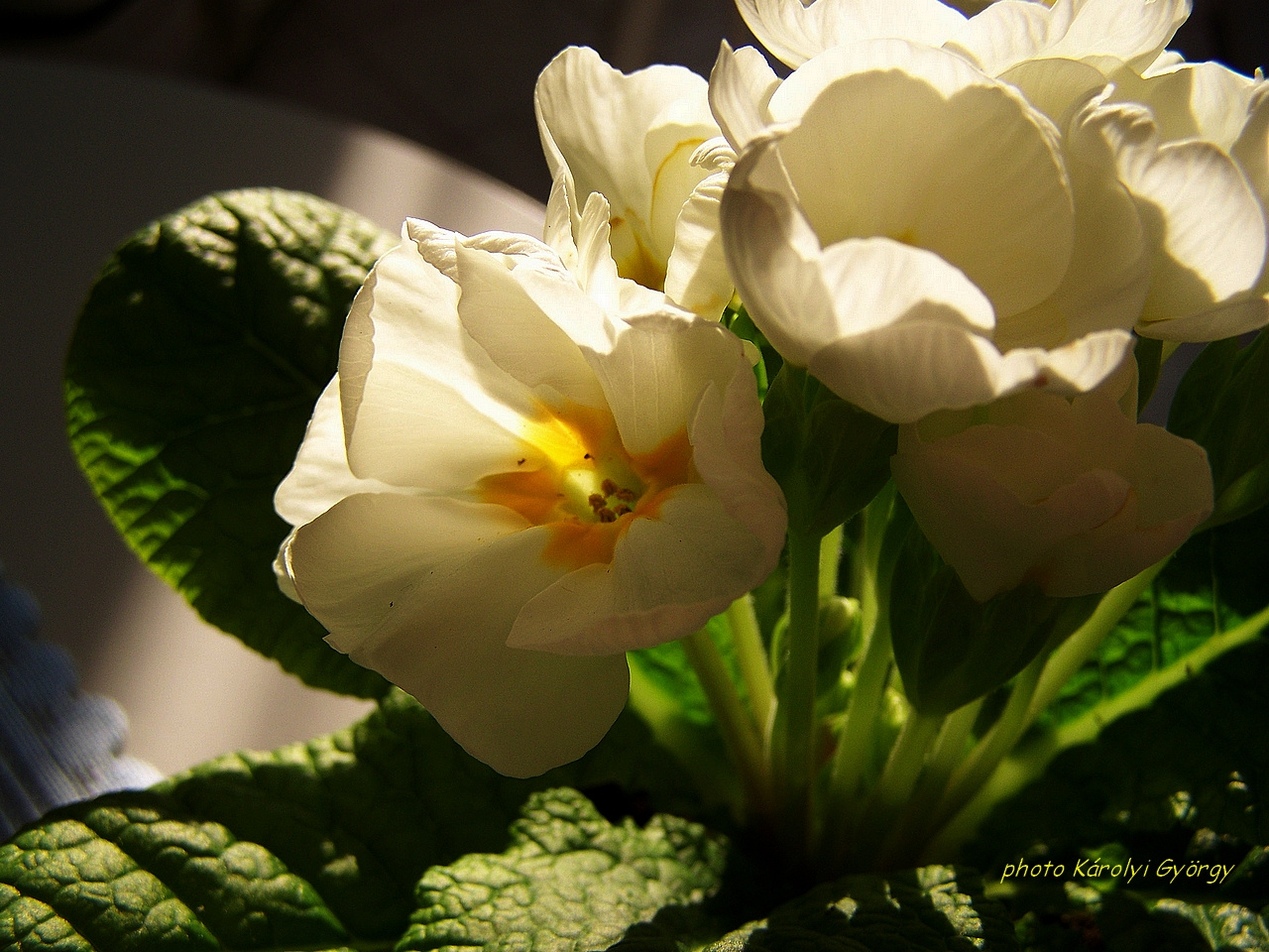 primula, szerényke