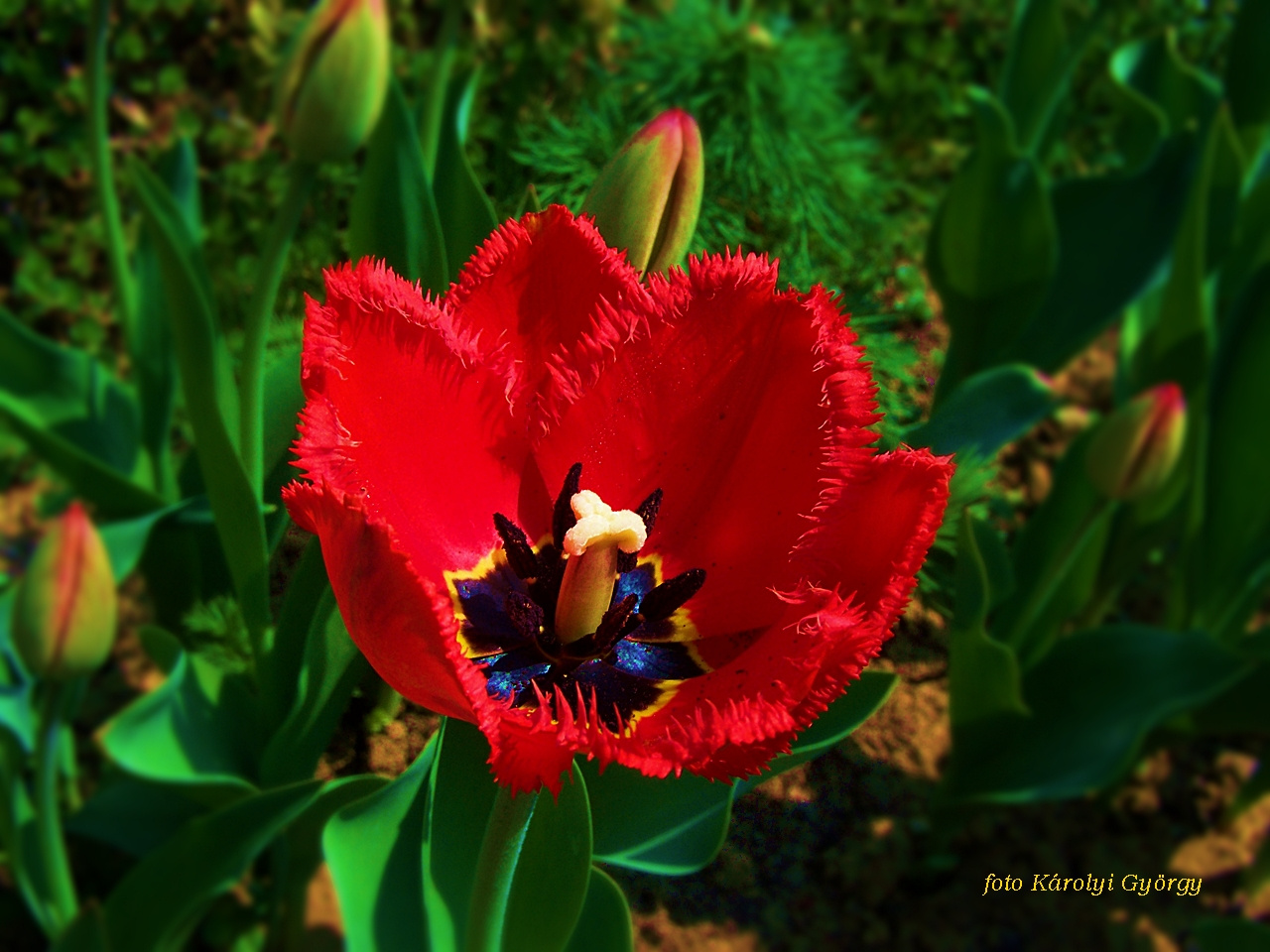 tulipán, az első cakkos