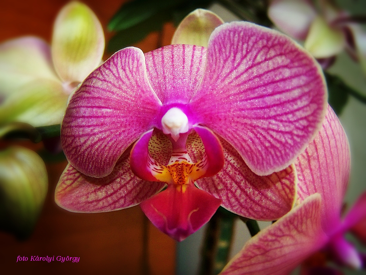 orchidea, lila mosoly