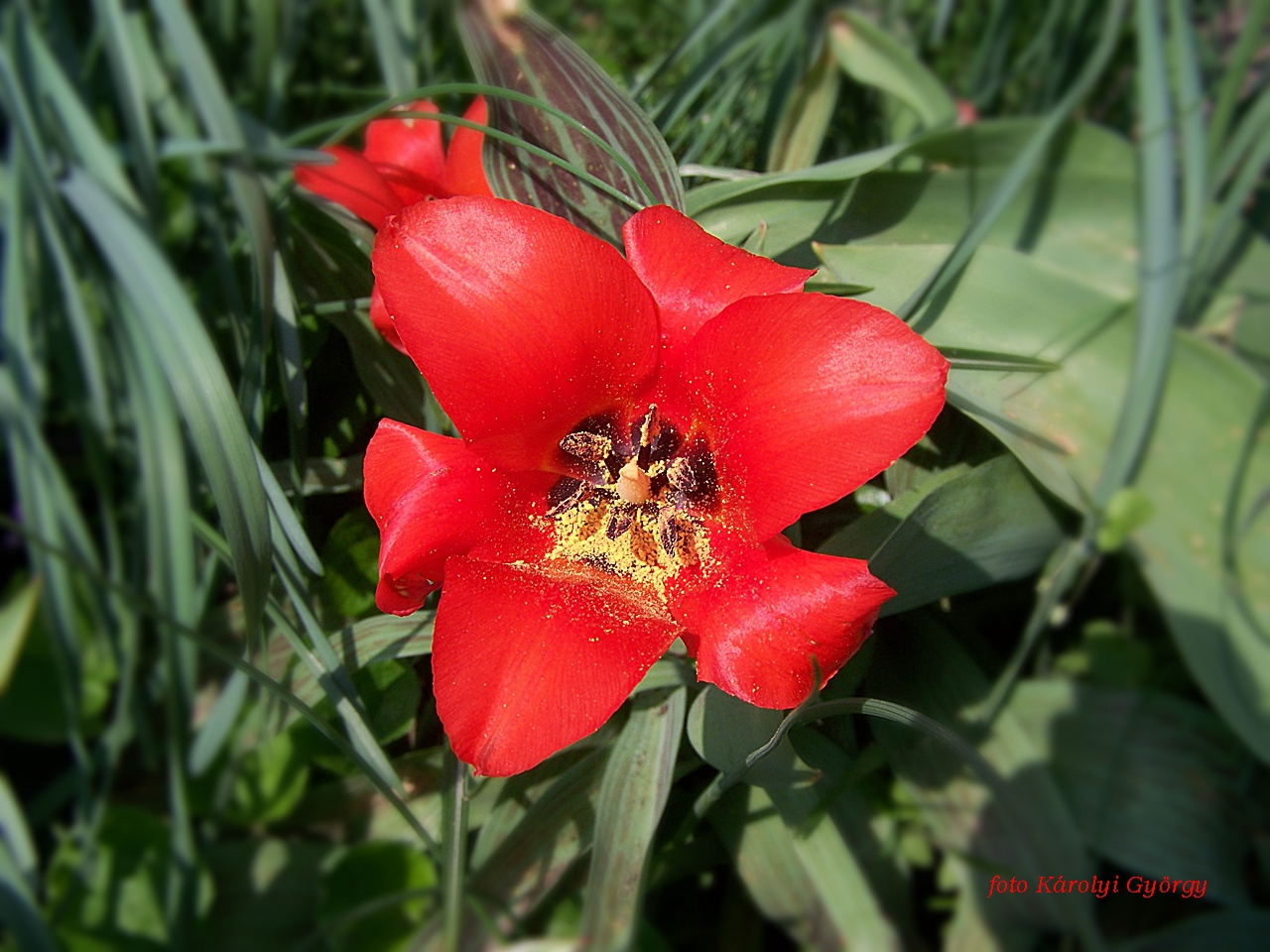 tulipán, svédasztal