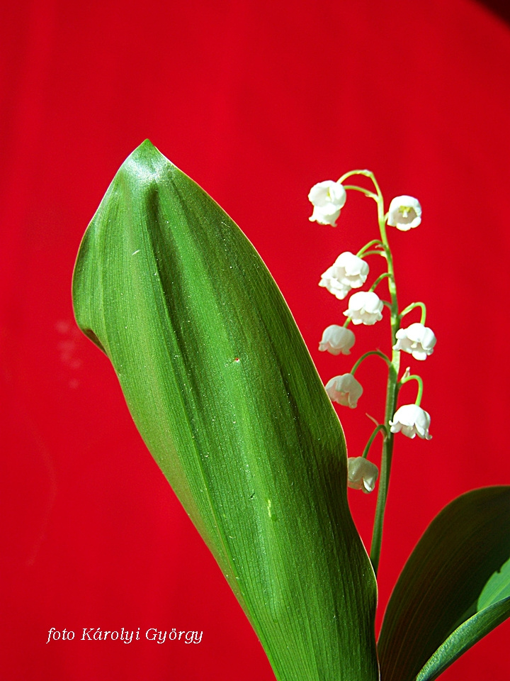 gyöngyvirág, piros-fehér zöld