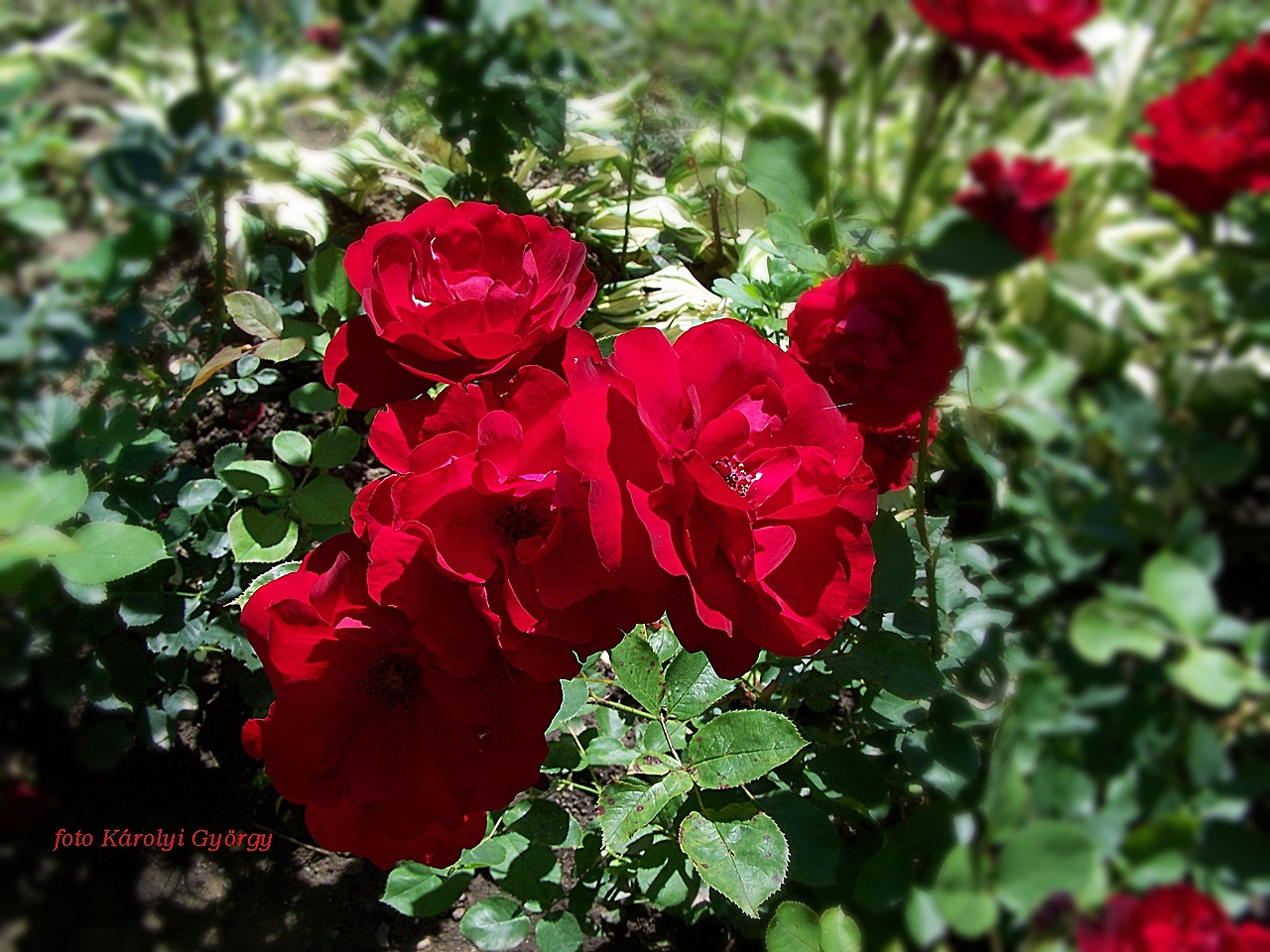 rózsa, kerti díszes