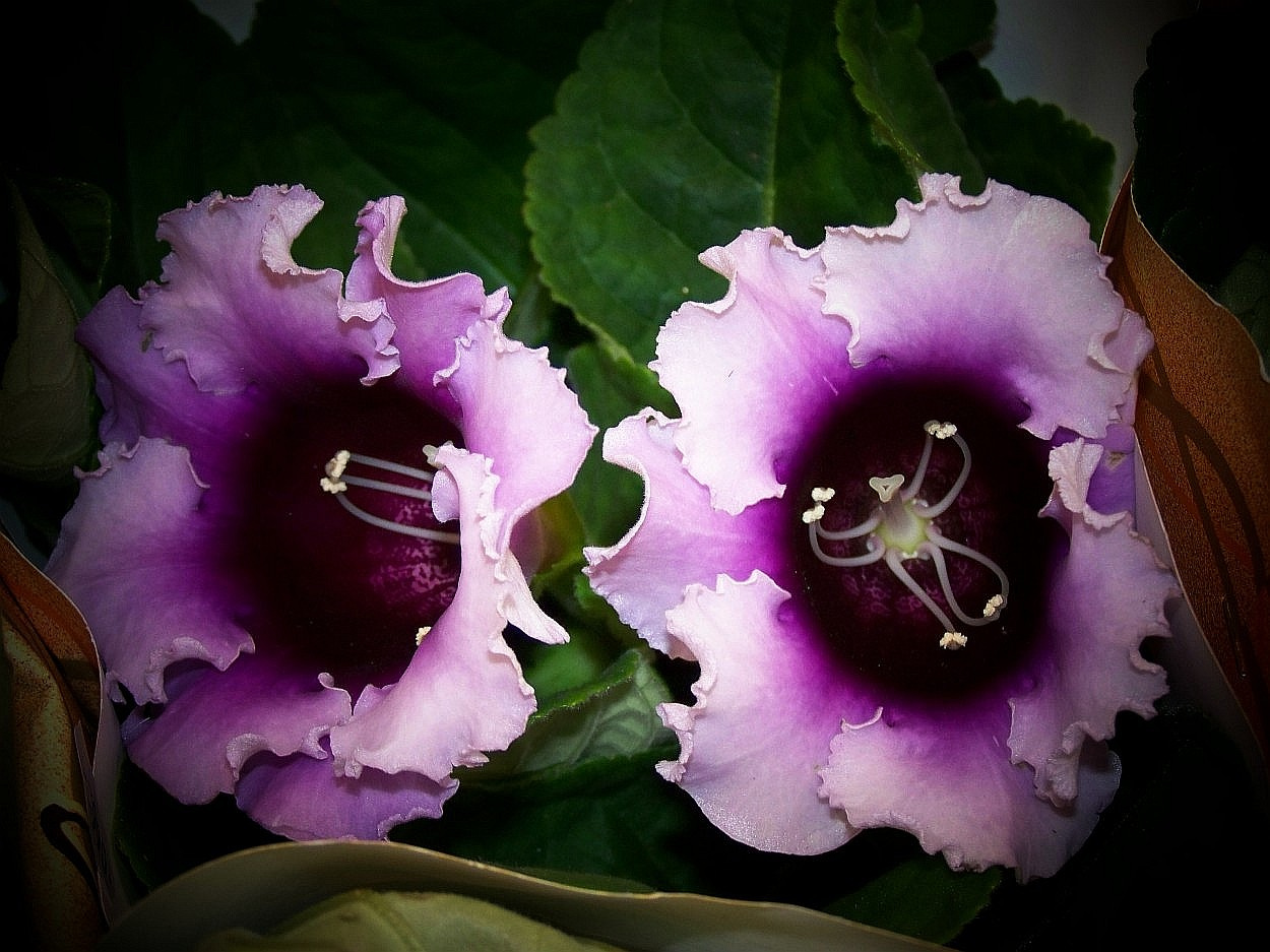 különleges növények, lila-fehér gloxínia
