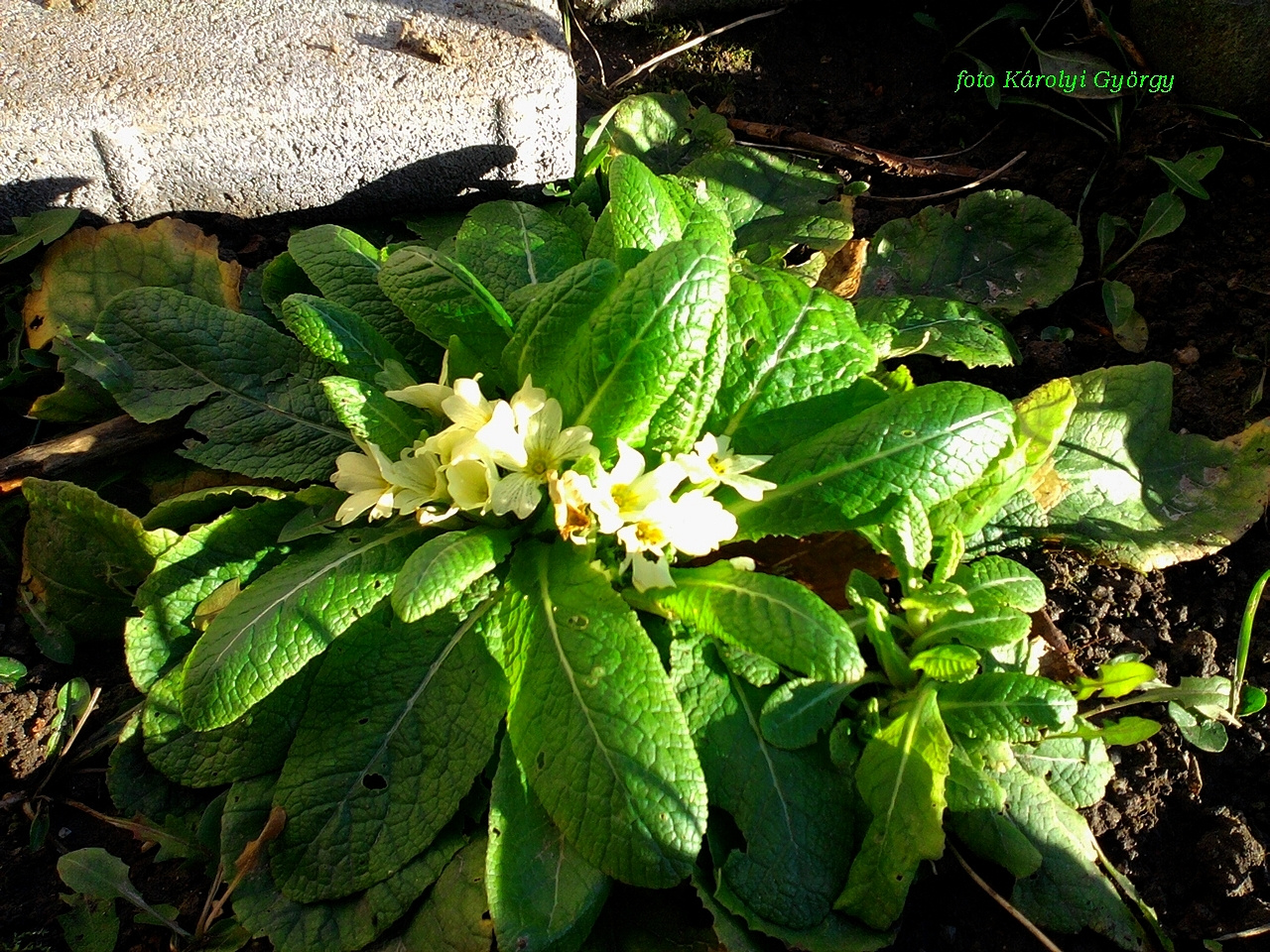 életképek, januári primula