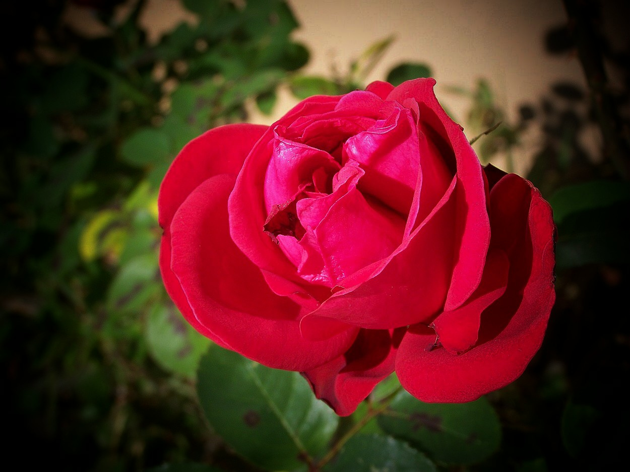 rózsa, ősszel nyílt piros