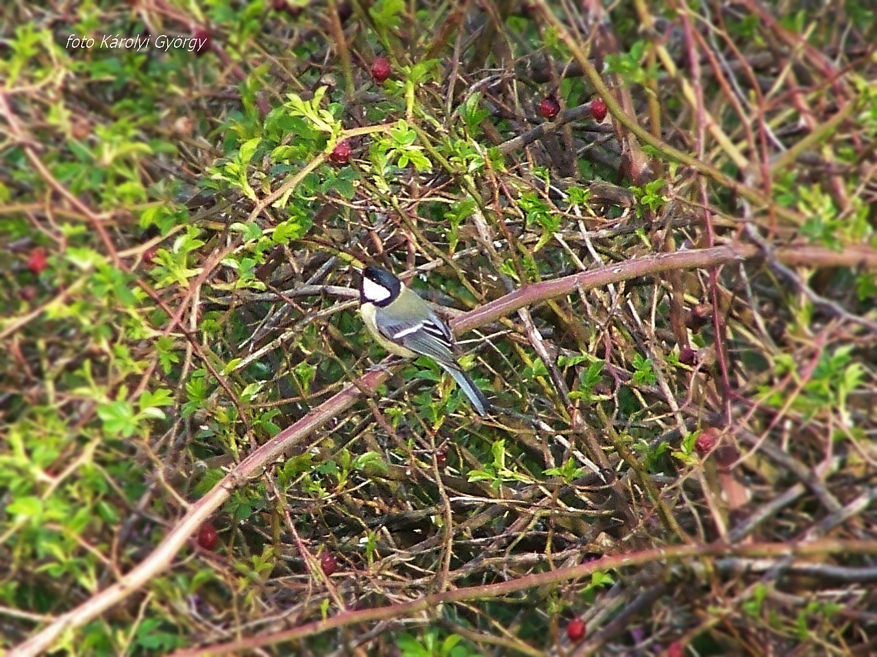 madarak, csipkebokron cinege