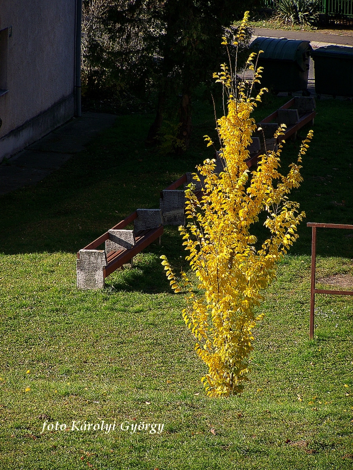 őszi színek, ilyen sárga volt