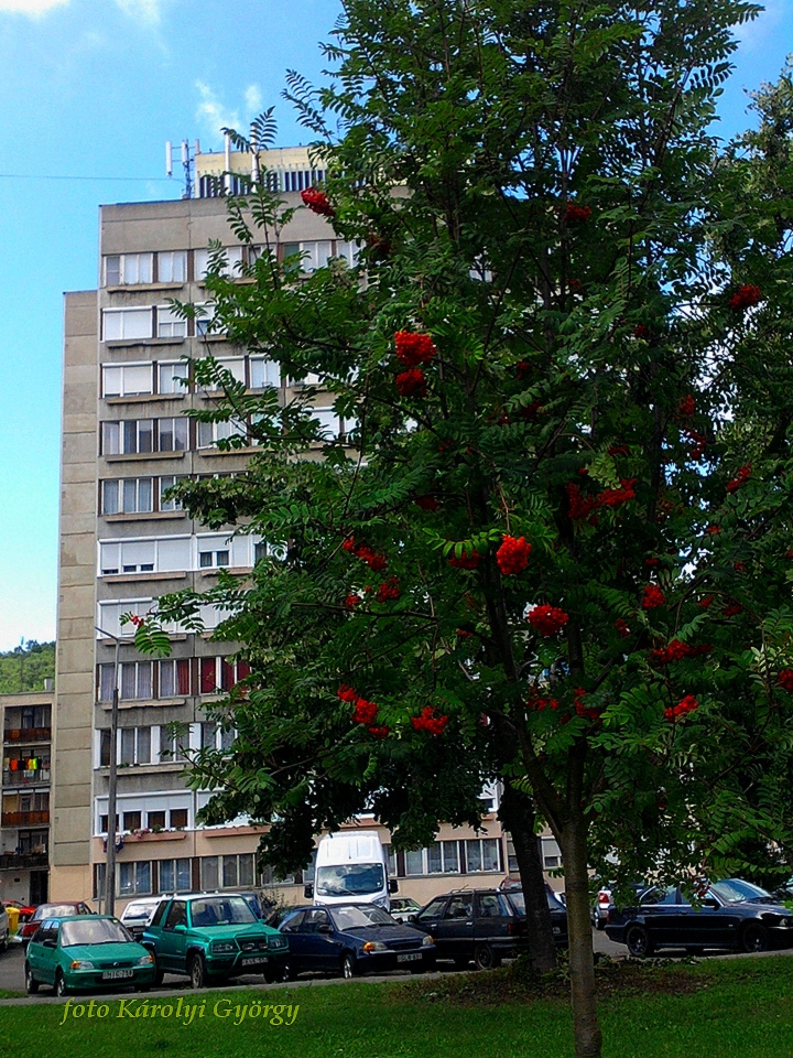 Besztercei képek, feldíszítve