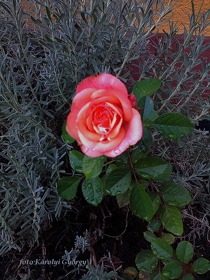 rózsa, egy rejtőzködő