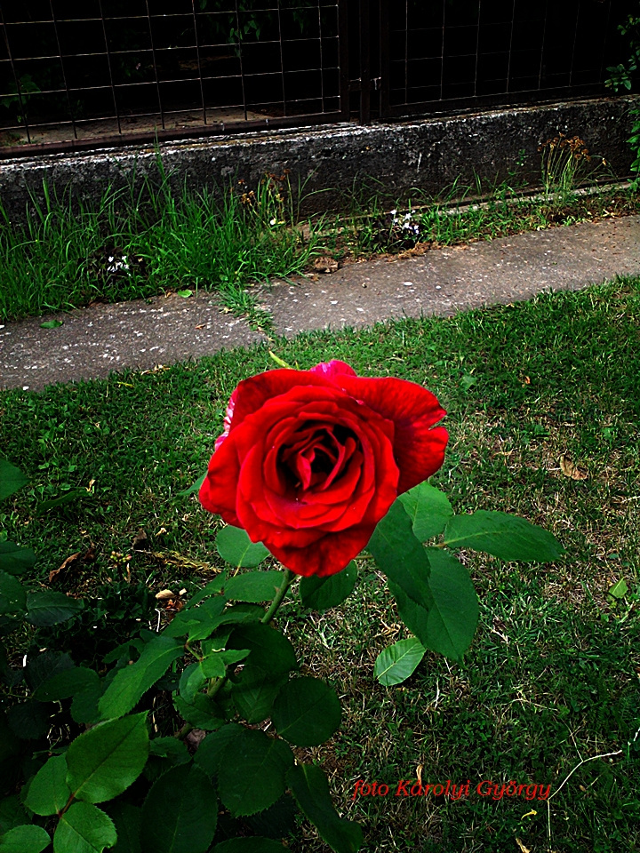 rózsa, piroska