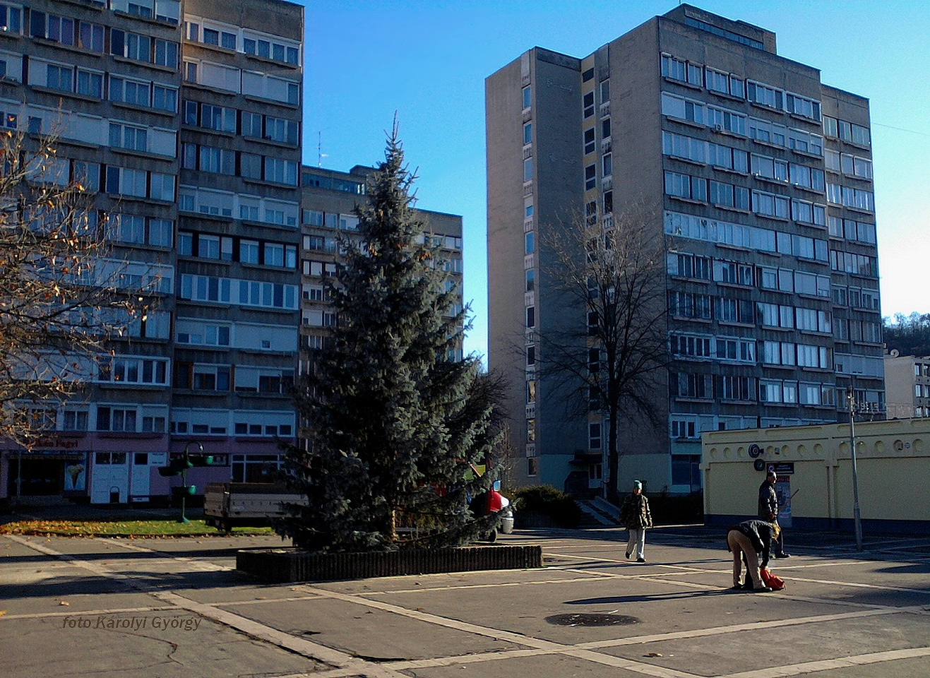 Besztercei képek, fenyőfa érkezett