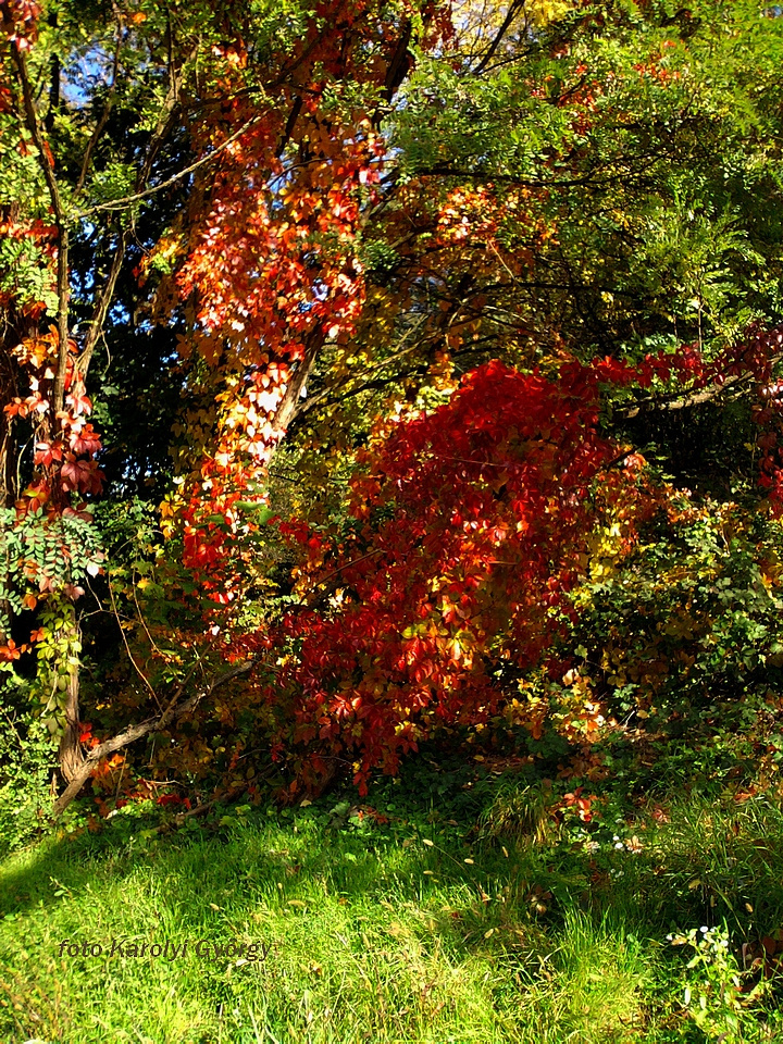 őszi színek, hattyúdal