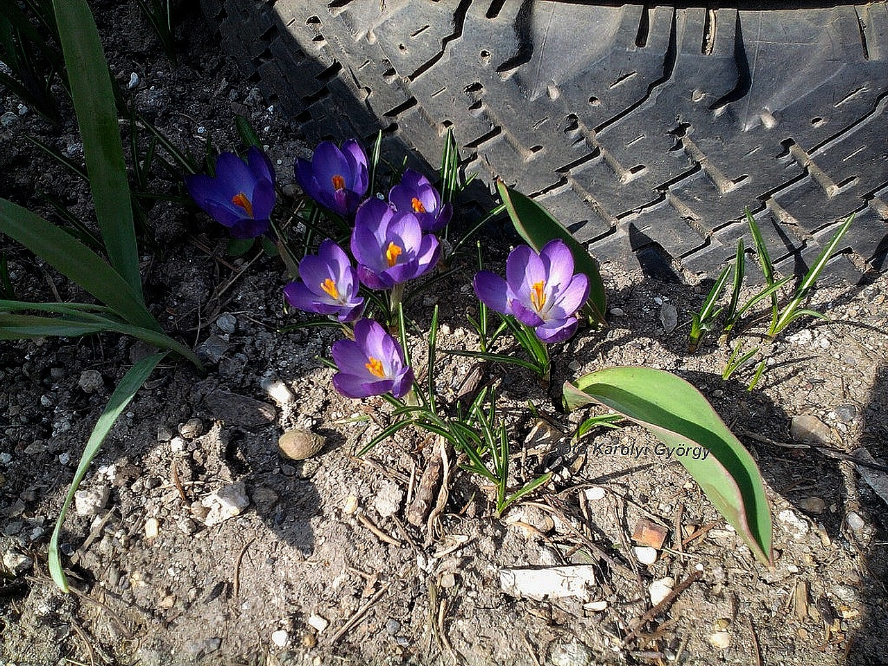 életképek, kerék előtt tavasszal